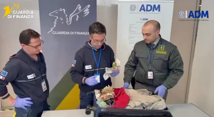 Coralli protetti sequestrati durante controlli doganali in aeroporto