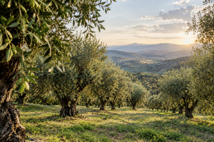 Ulivi in un campo collinare in Calabria con tramonto sullo sfondo.