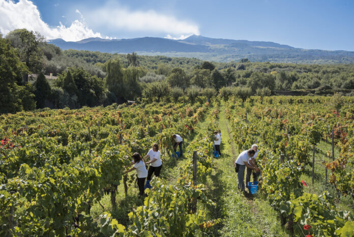 Vigneto in raccolta alle pendici dell'Etna con persone al lavoro e vulcano in lontananza