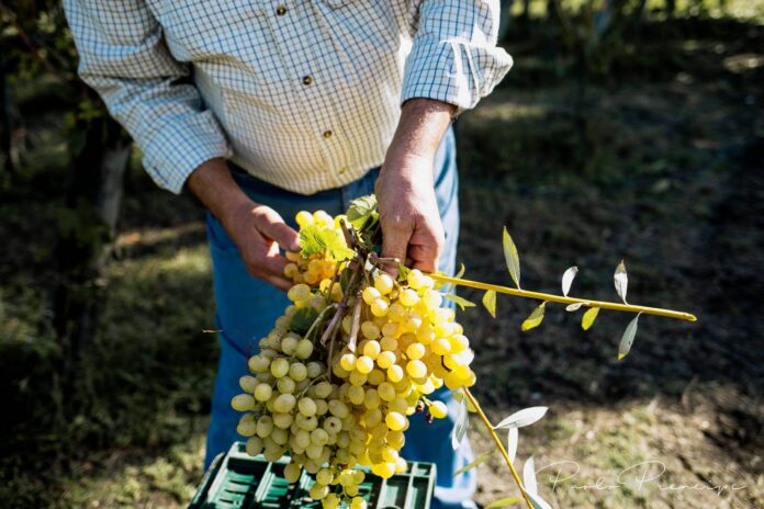 Persona che tiene un grande grappolo di uva bianca raccolta durante la vendemmia a Cantine Olivella.
