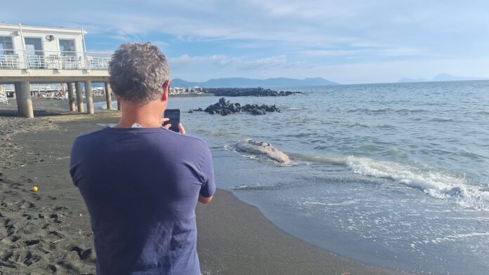 Carcassa di un grande animale marino in avanzato stato di decomposizione sulla spiaggia della Litoranea di Torre del Greco, con mare e scalinata visibili.