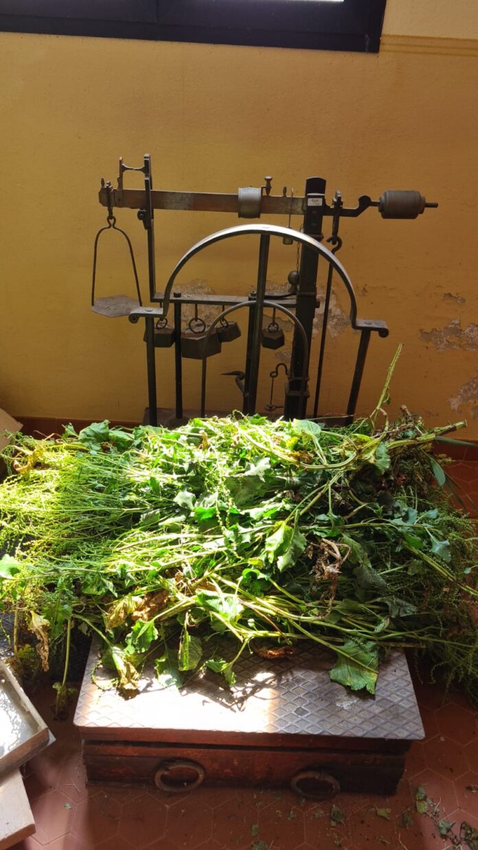 Persona che raccoglie campione di terreno per ricerca agricola in area sperimentale coltivata con specie alofite.