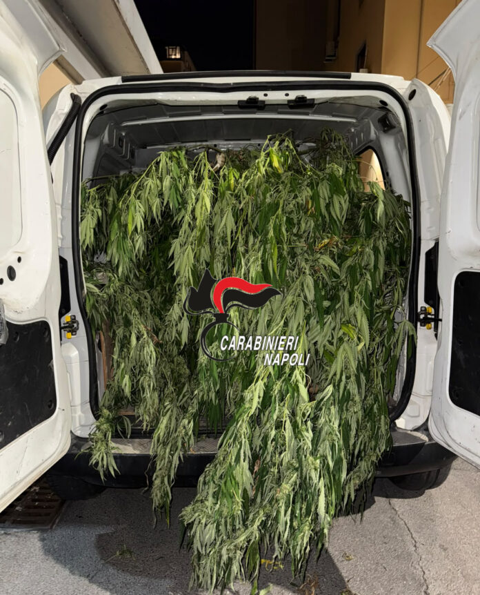 Foto di piante di cannabis caricate nel retro di un veicolo dei Carabinieri.