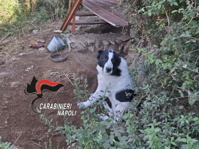 Cane legato a catena in un terreno con ciotola sporca e ambiente degradato, immagine fornita dal Comando Provinciale Carabinieri di Napoli.