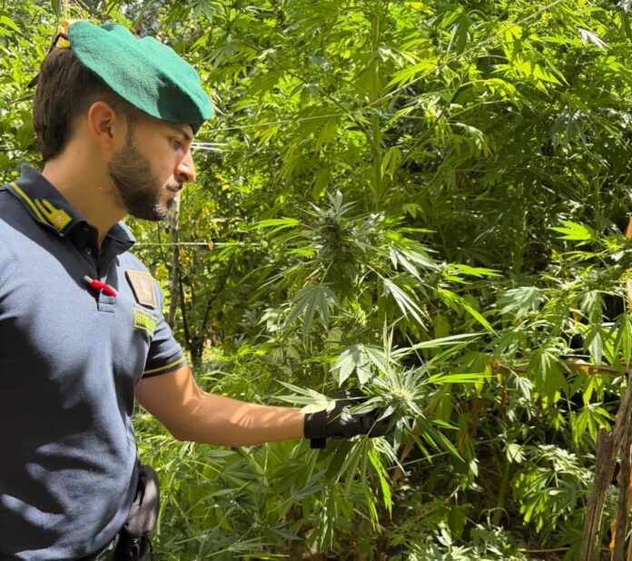 Guardia di Finanza sequestra 10 piantagioni di marijuana in provincia di Reggio