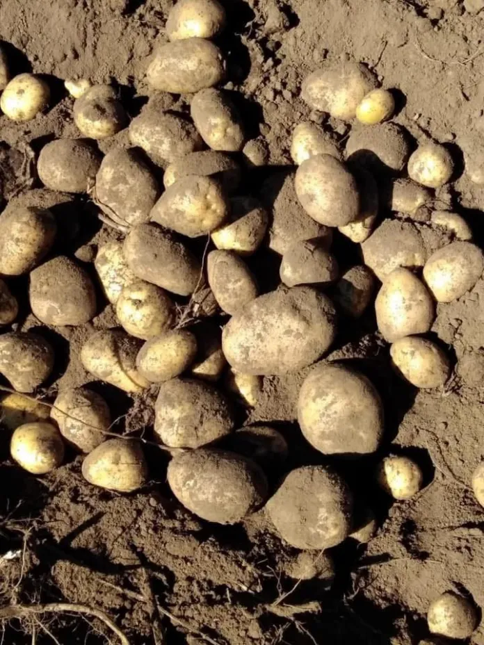 Patate di varie dimensioni disposte sulla terra.